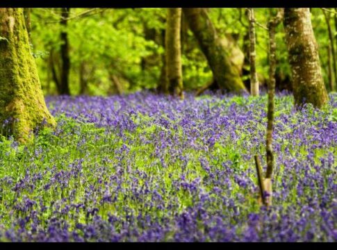 cropped-bluebells4de5